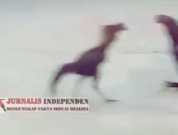 PARAH !!! AKTIVITAS PERJUDIAN DESA PAKISREJO TULUNGAGUNG KEBAL HUKUM DAN DIDUGA APH SETEMPAT TUTUP MATA