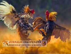 Perjudian Sabung Ayam di Alasmalang Kian Marak Hingga Warga Ragu Dengan Ketegasan Aparat Penegak Hukum Setempat