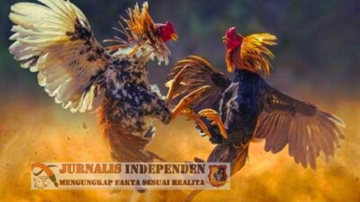 Perjudian Sabung Ayam di Alasmalang Kian Marak Hingga Warga Ragu Dengan Ketegasan Aparat Penegak Hukum Setempat 