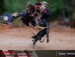 Diduga Praktik Sambung Ayam di Tulungagung Dibiarkan Aparat, LSM Soroti Penegakan Hukum