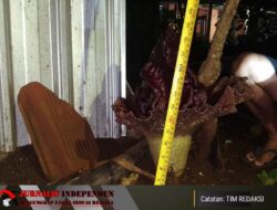 Bunga Bangkai Amorphophallus Paeoniifolius Mekar di Pekarangan Rumah