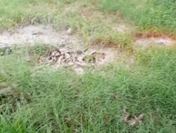 Gudang Pencucian Bull Jerigen Diduga Cemari Lingkungan Warga Rejosari, Bau Menyengat Ganggu Ibadah, DLH dan APH Diminta Bertindak Tegas