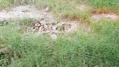 Gudang Pencucian Bull Jerigen Diduga Cemari Lingkungan Warga Rejosari, Bau Menyengat Ganggu Ibadah, DLH dan APH Diminta Bertindak Tegas