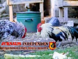 Maraknya Perjudian Sabung Ayam Di Wilayah Tempeh Kebal Hukum Hingga Aktivis Jatim Desak Polres Lumajang Lekas Bertindak Tegas