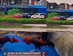 Warga Sedati Resah Maraknya Dugaan Arena Sabung Ayam Dibekingi Polsek Dan Perangkat Desa Setempat