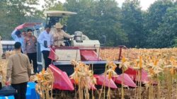 Presiden Prabowo dan Kapolri Panen Raya Jagung Nasional di Tuban Perkuat Ketahanan Pangan