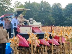 Presiden Prabowo dan Kapolri Panen Raya Jagung Nasional di Tuban Perkuat Ketahanan Pangan