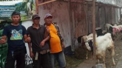Sendang Jaya Farm Buka Lapak Penjualan Kambing di Gayungan 1 Surabaya