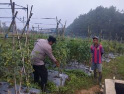Bhabinkamtibmas Polsek Nongkojajar Pantau Tanaman Tomat di Desa Pungging, Dukung Program P2B Ketahanan Pangan