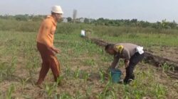 Polisi Bangil Aktif Bersama Kelompok Tani Gempeng Monitoring Lahan Jagung