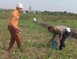 Polisi Bangil Aktif Bersama Kelompok Tani Gempeng Monitoring Lahan Jagung