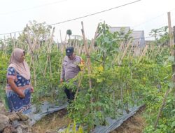 Bhabinkamtibmas Desa Pungging Tinjau Tanaman Cabe Kecil, Dukung Ketahanan Pangan Nasional