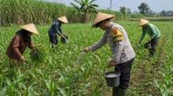 Bhabinkamtibmas Polsek Pasrepan Ikut Awasi Perkembangan Tanaman Jagung Warga