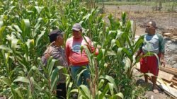 Polsek Sukorejo Dampingi Kelompok Tani Manfaatkan Lahan Produktif untuk Ketahanan Pangan